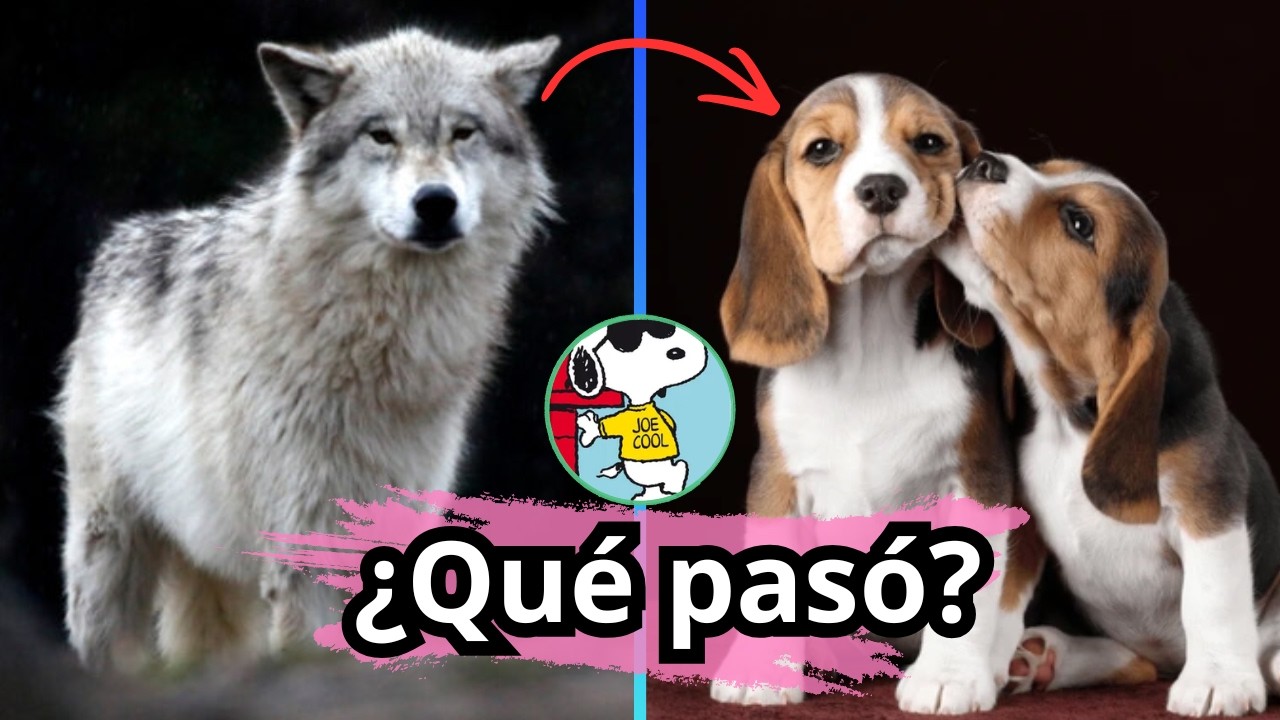 ¿Domesticamos al lobo o ellos nos domesticaron a nosotros?