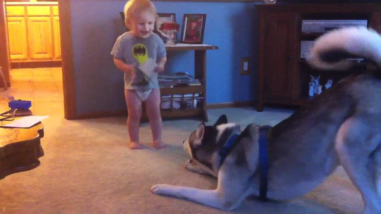 Baby and Husky, Deep in Conversation