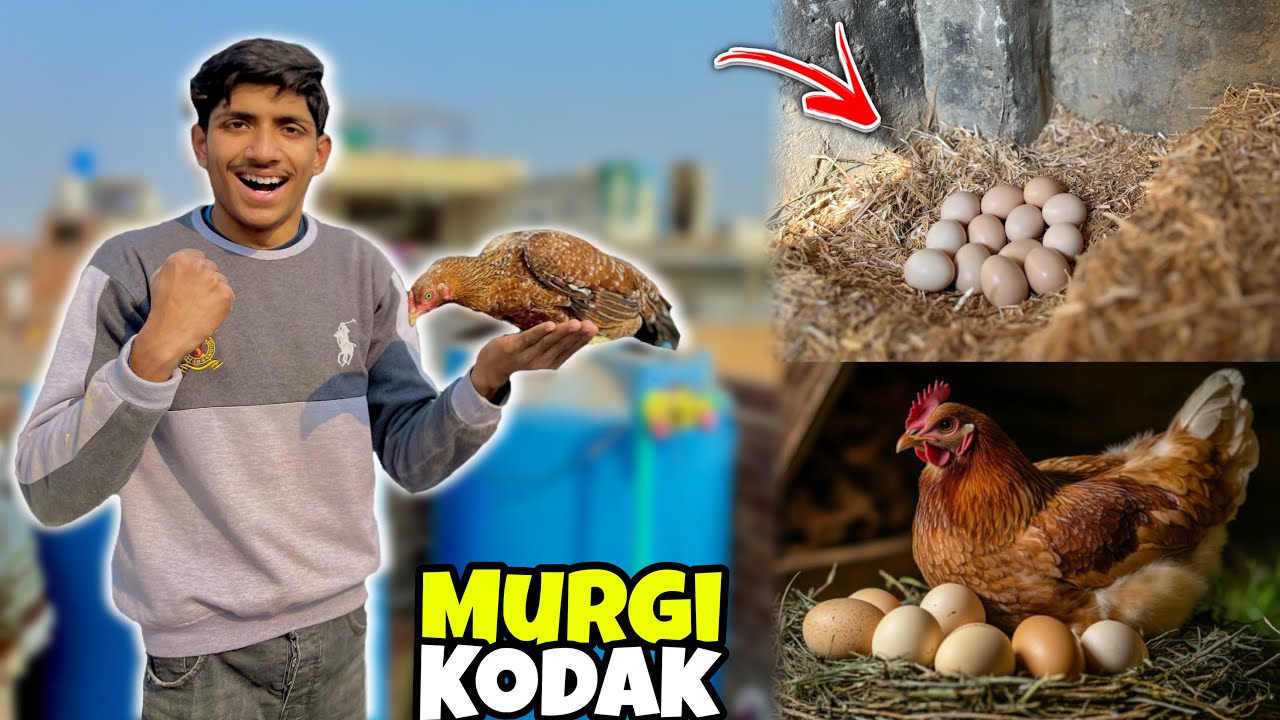 Aseel murgi andon per bitha di || 🥰 