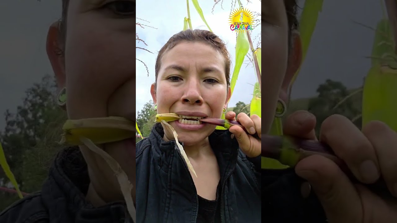 Un dia de Campo