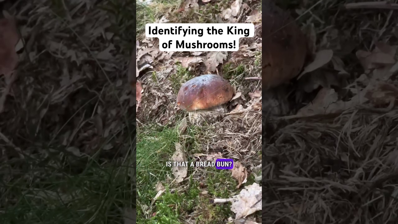 How to identify the Penny Bun aka Porcini, the so called king of mushrooms!