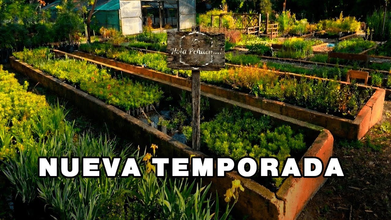 Primer Programa del Año | Vivero de Pehuen Co y Delfín Franciscana – Hola Pehuen - Programa 07/02/26