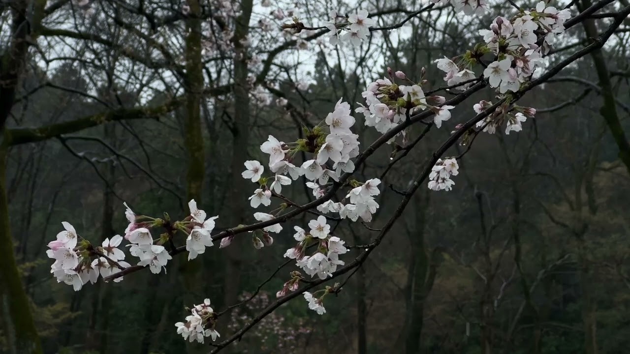 Rain - Sakura
