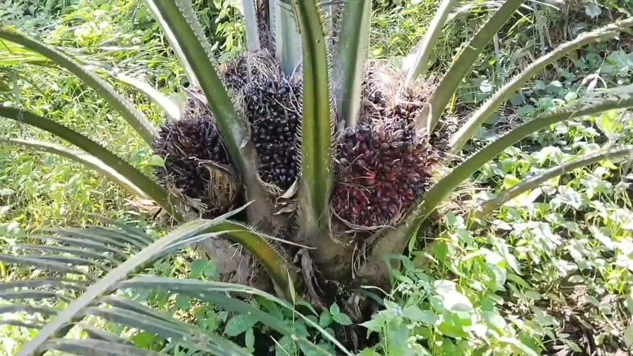 PANEN KEBUN SAWIT DURA ABAL-ABAL