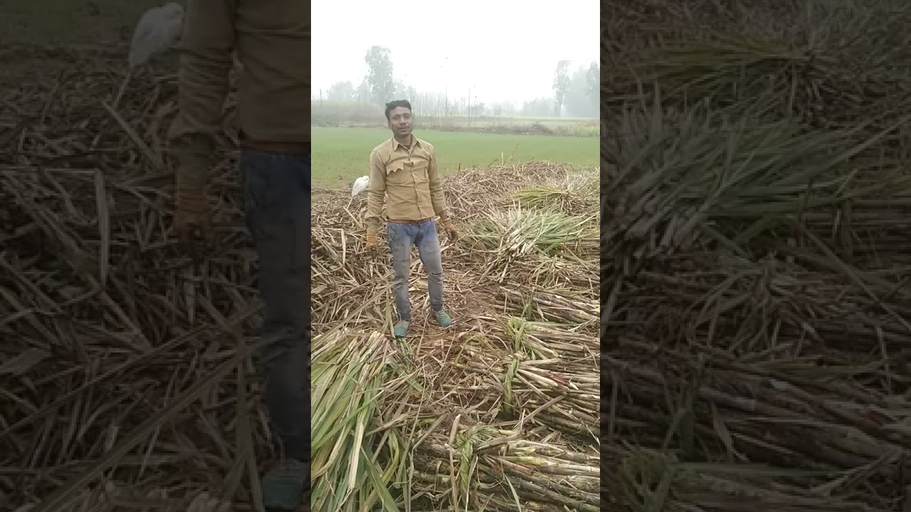 Gyani Kisan # अमोल का बापू#shorts