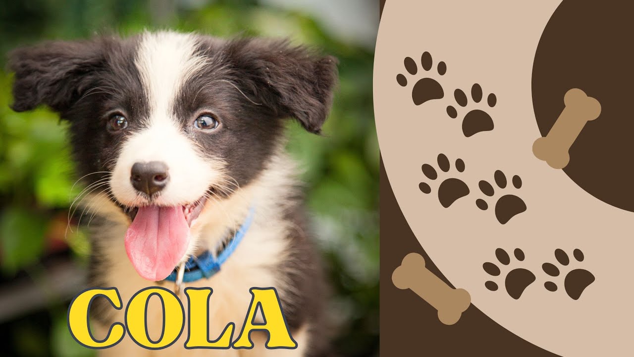 Nowy członek rodziny ❤️❤️❤️ Cola - nasz szczeniak Border Collie 🦮🐕🐩