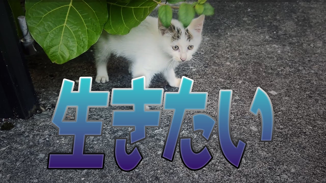 ごめんね3匹目は無理…【保護子猫】