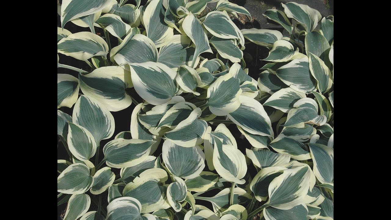 25 Killer Hosta by Larry Hatch