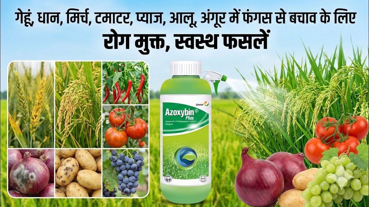Oswal Azoxybin Plus Fungicide | Complete Review, Uses & Dosage