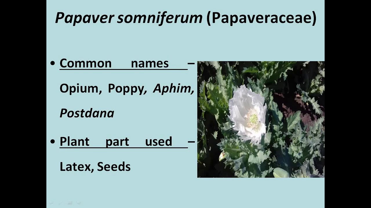 Medicinal plant - Papaver somniferum