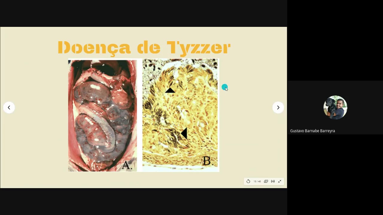 Coelhos - Doenças, importância econômica, características da espécie e raças