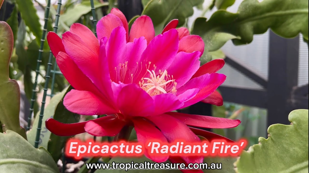 Epicactus &lsquo;Radiant Fire&rsquo;