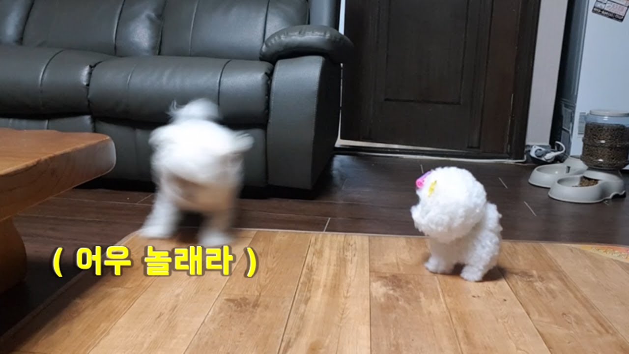 강아지 친구사귀기-강아지장난감-[비숑클럽]