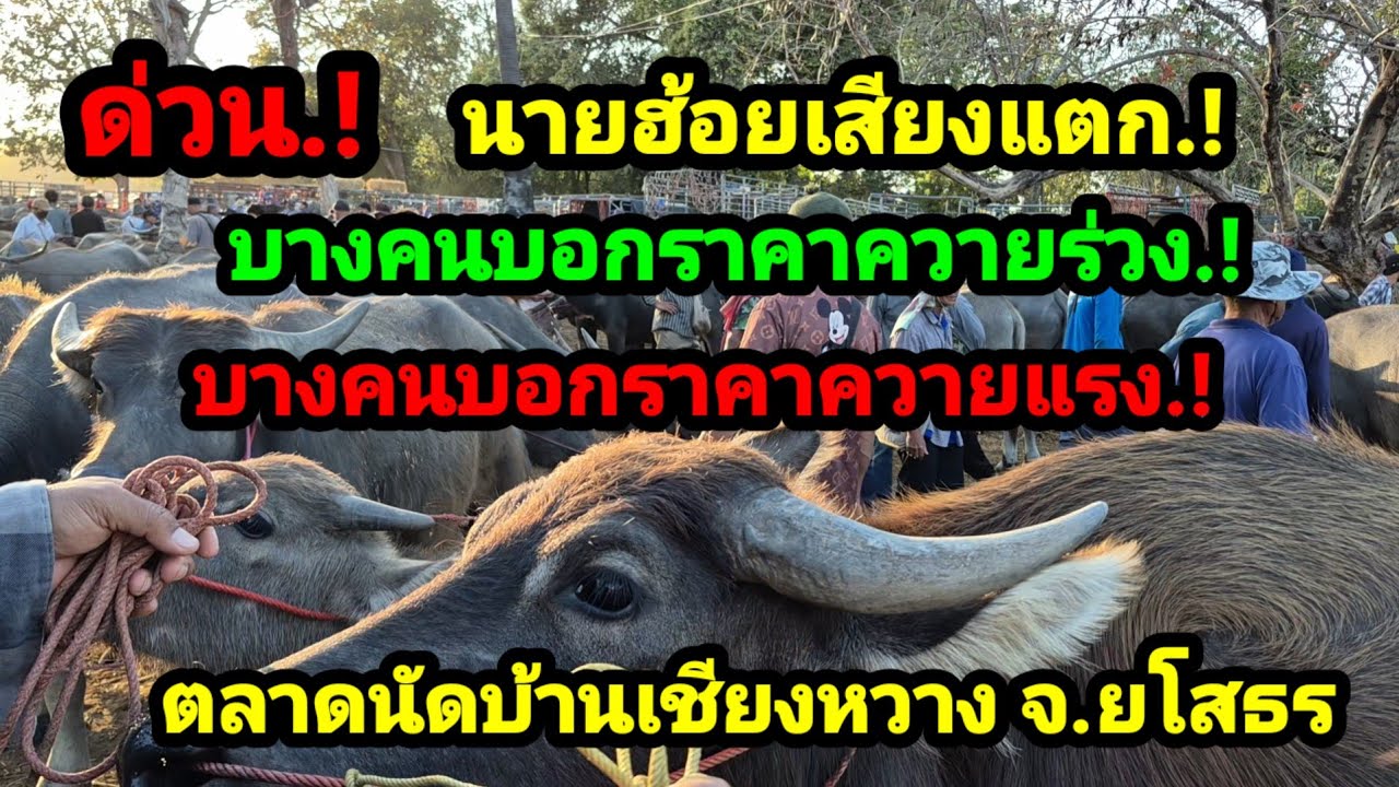 ราคาควายวันนี้ เปิดราคาควายล่าสุดวันนี้ สำรวจราคาควายตลาดนัด#เปิดราคาควายงาม#ซื้อขายควายน่าเลี้ยง