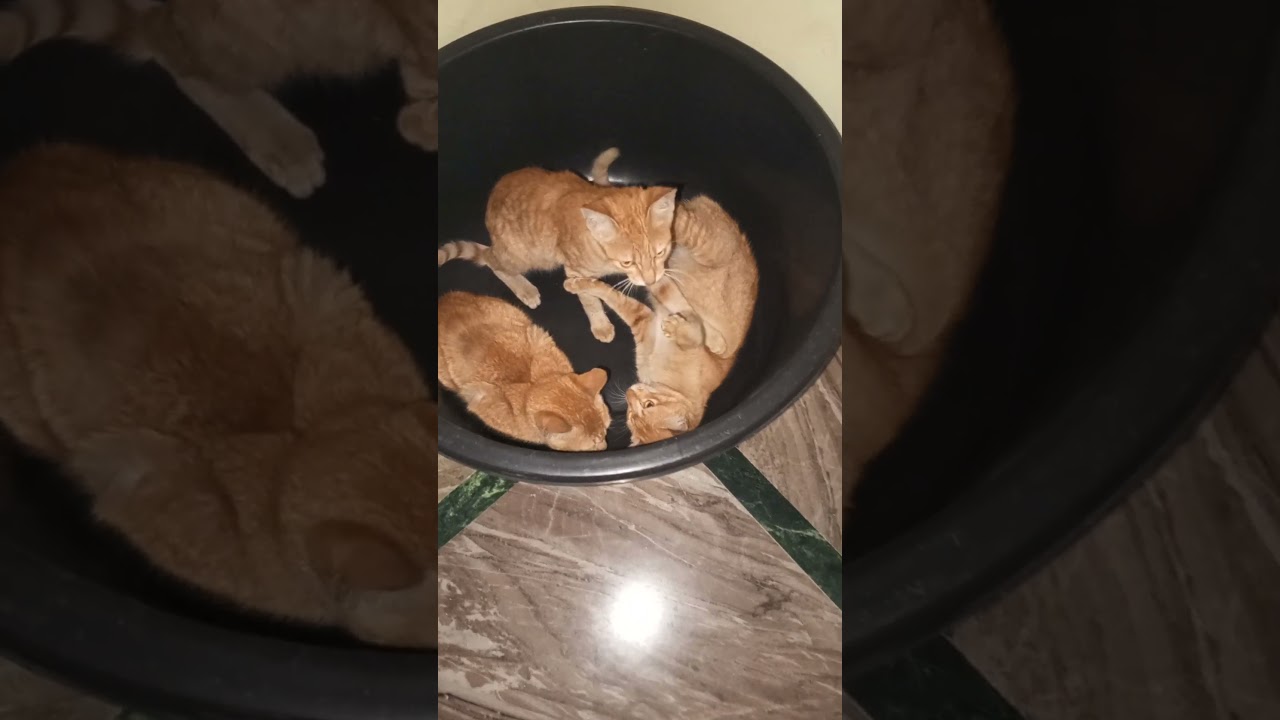 cat fighting moments 