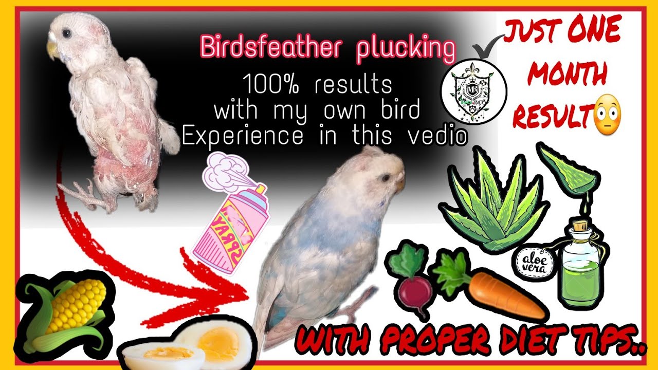 How to cure birds feather Plucking |Feather plucking cured my Own experience of my bird | |in Tamil
