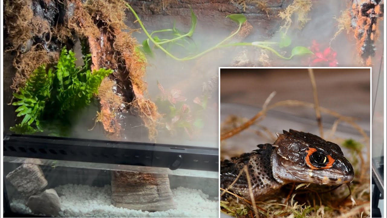Bio-active enclosure build for croc skink