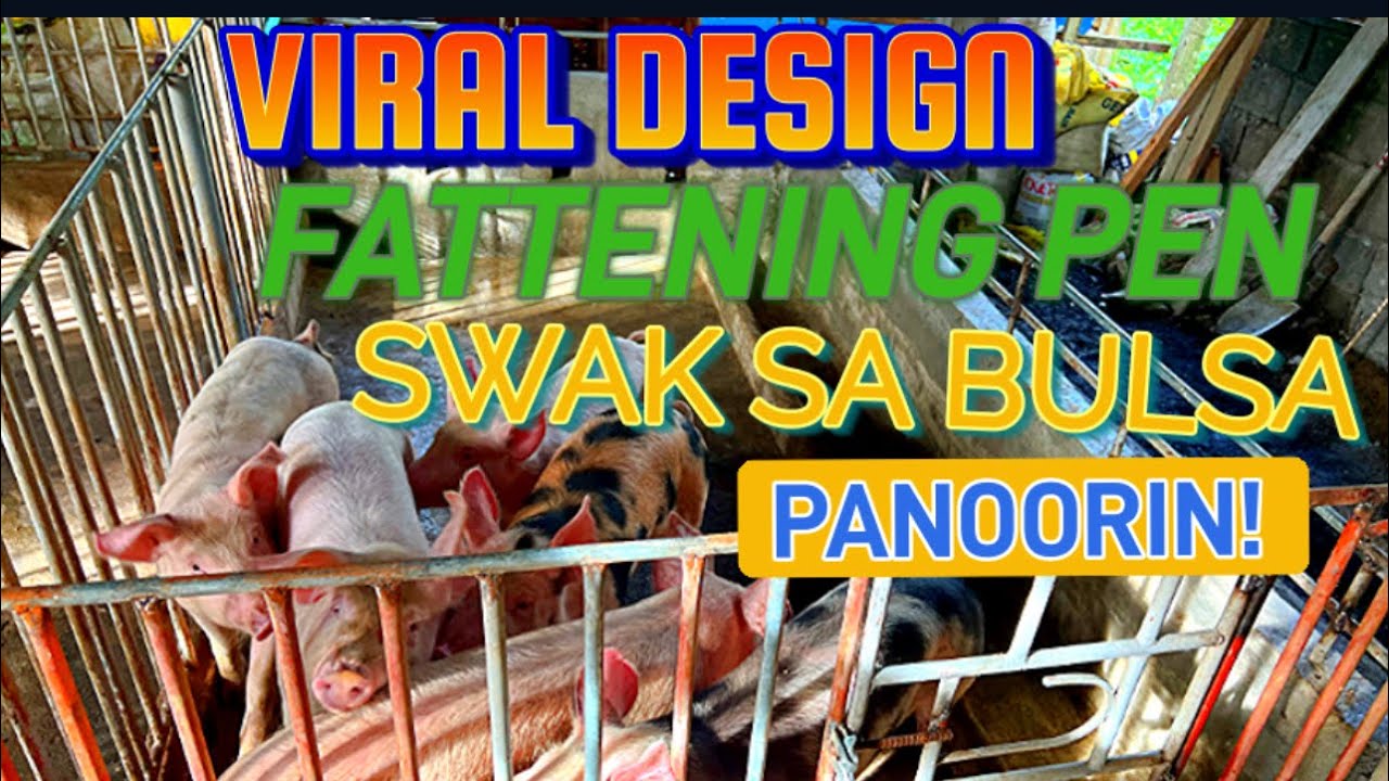 VIRAL DESIGN FATTENING PEN/ DIY BUDGET FRIENDY KULONGAN NG BABOY