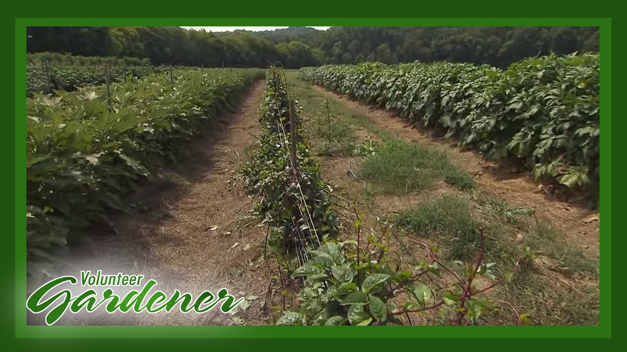 Green Door Gourmet Organic Farm| Volunteer Gardener