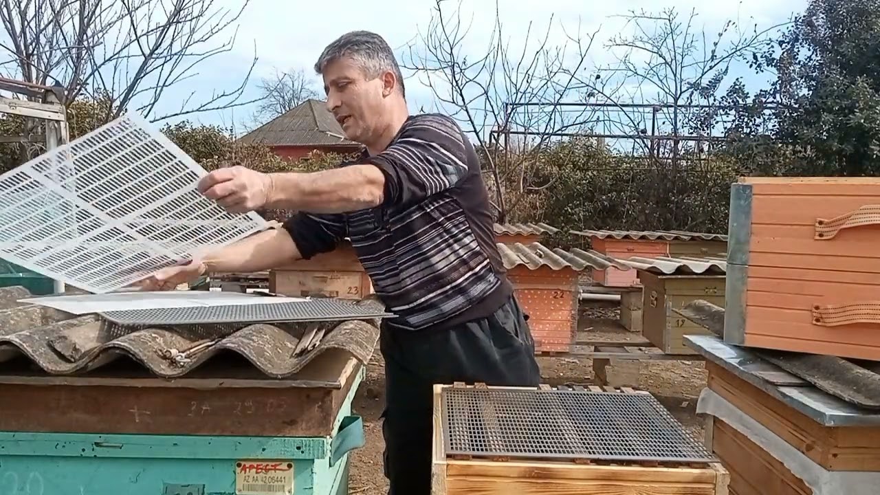 2 yarımgövdəyə eyni vaxtda arıları necə qaldırmaq olar?