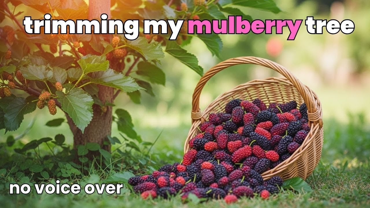 I trim my Dwarf Everbearing Mulberry Tree twice a year & Grow HUGE Mulberries | (no voice-over)