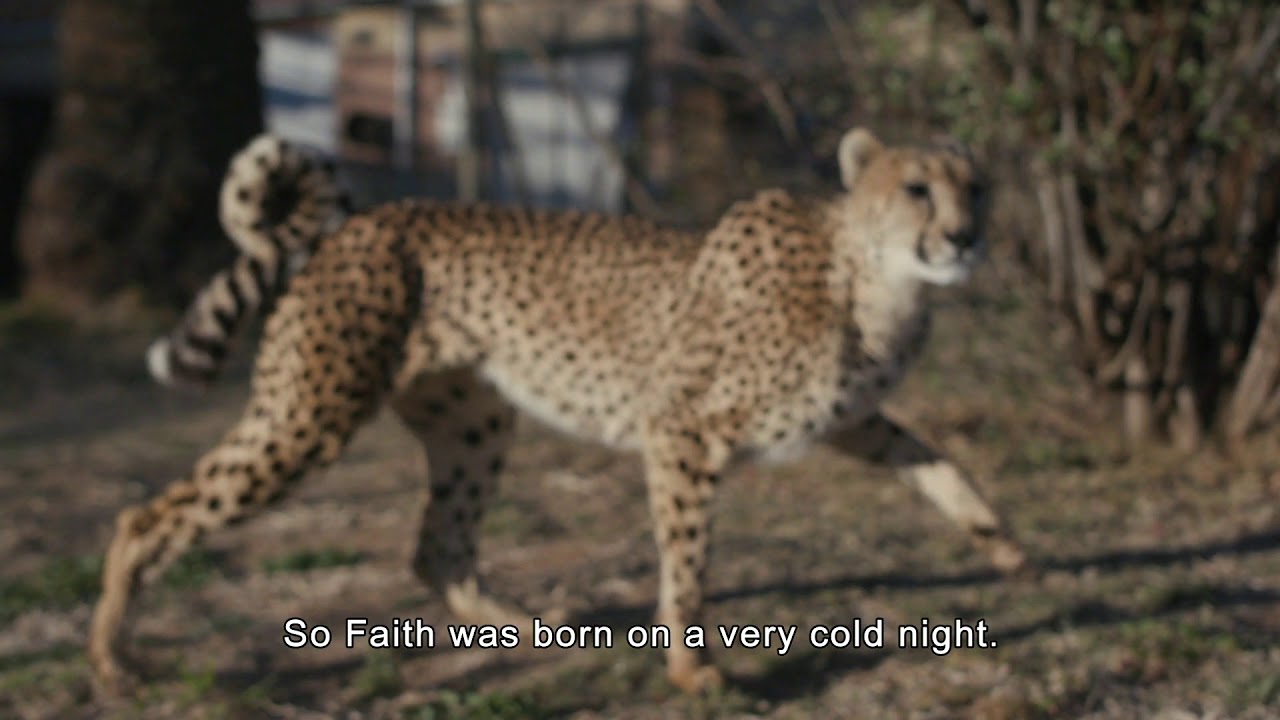 The story of Cheetah Faith | Cheetah Experience South Africa