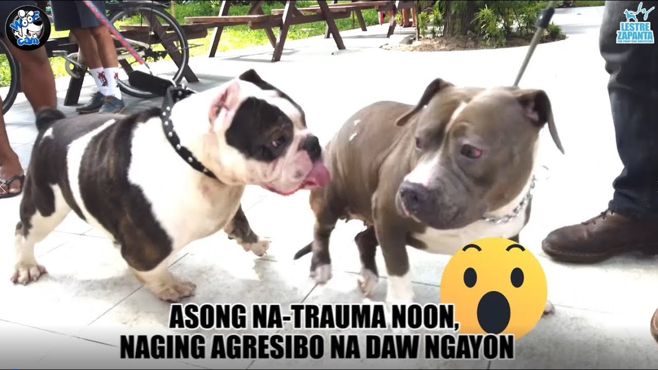 Woofcam: Asong natrauma noon, agresibo na daw ngayon