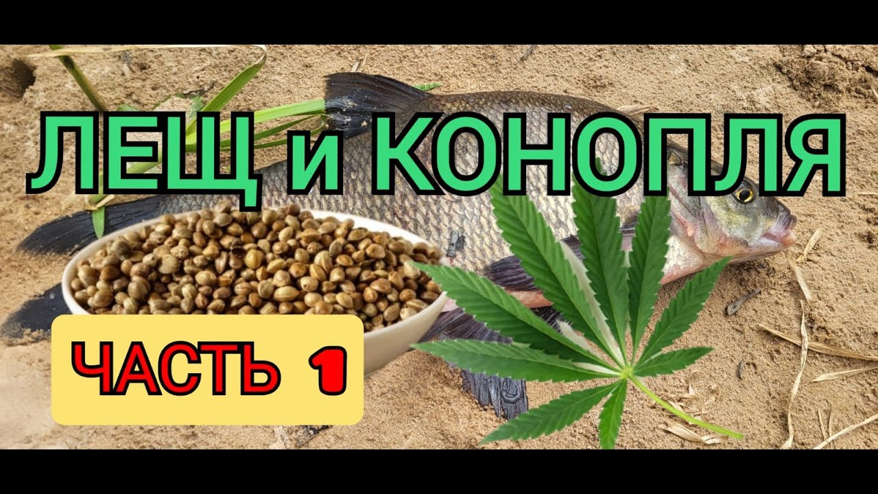 Лещ и конопля. Часть 1.