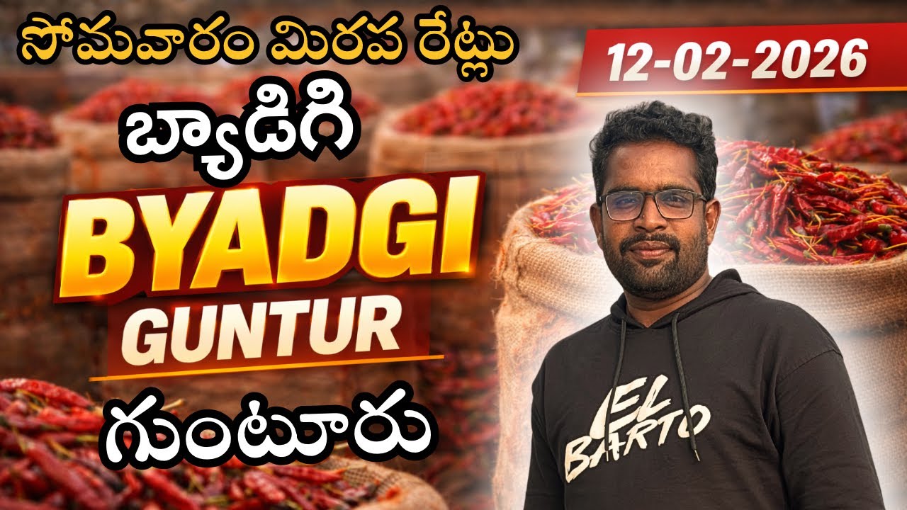 12 February 2026 Mirchi Market Rates 🌶️ | Byadgi – Guntur –  #mdhasanagritech #viral  #trending 