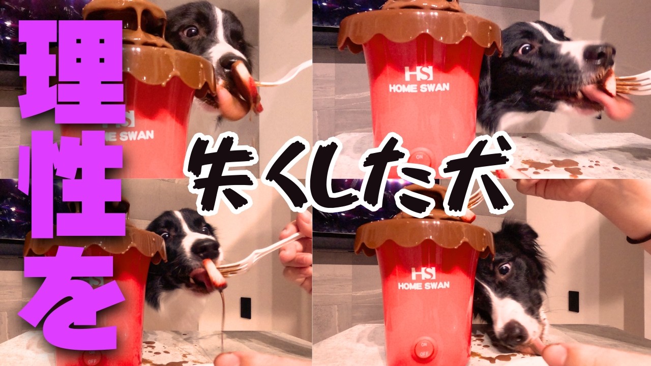 バレンタインなのでチョコフォンデュをあげてみたら理性を失ってしまった犬【ボーダーコリー】