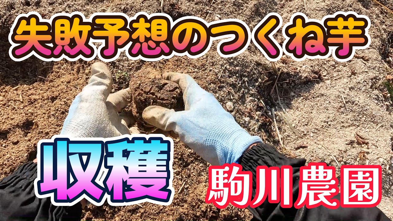 失敗予想のつくね芋収穫　駒川農園　25.11.18