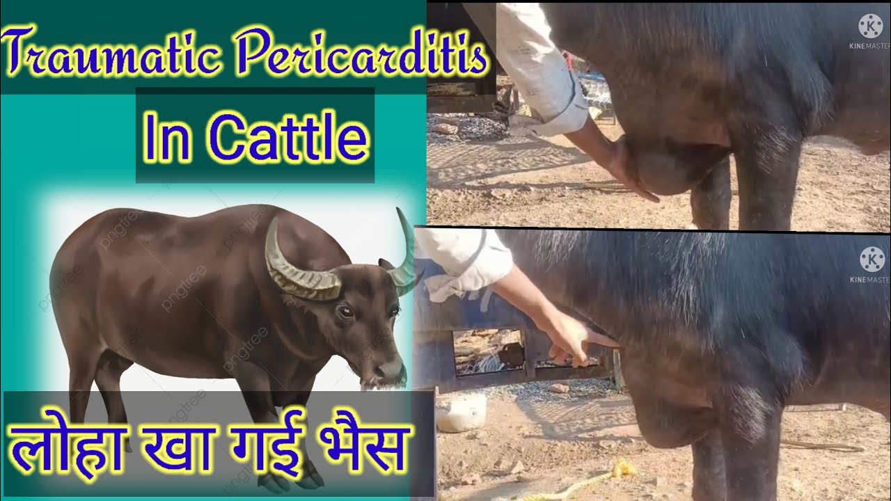 Traumatic Pericarditis In Cattle symptoms || veterinary treatment ||Eat Foreign Body TRP