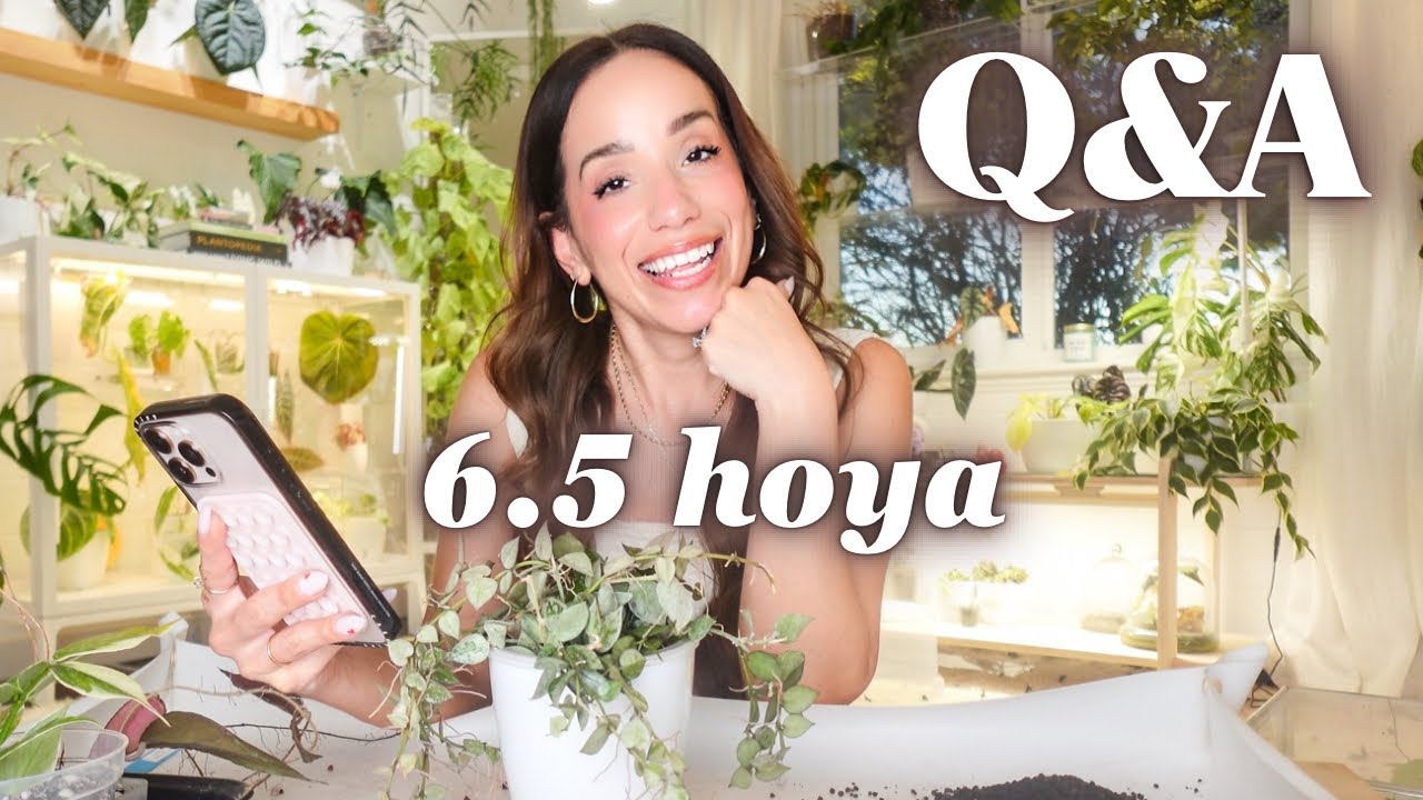 hoya repotting + care | answering all your questions 💬