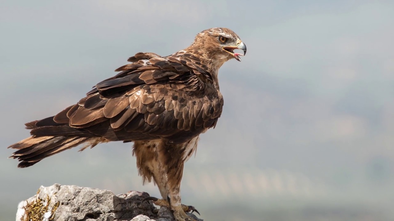 Mis Rapaces