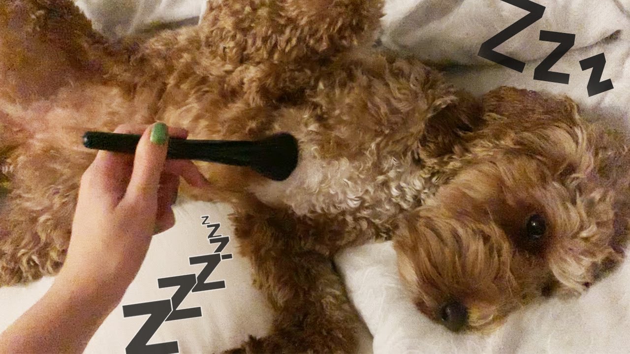 ASMR Pampering Sleepy Puppies (Whispered, Lo-Fi)