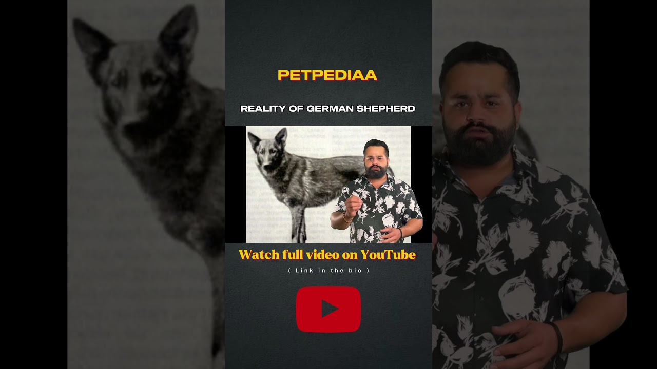 GERMAN SHEPHERD TRUE STORY #petpediaa