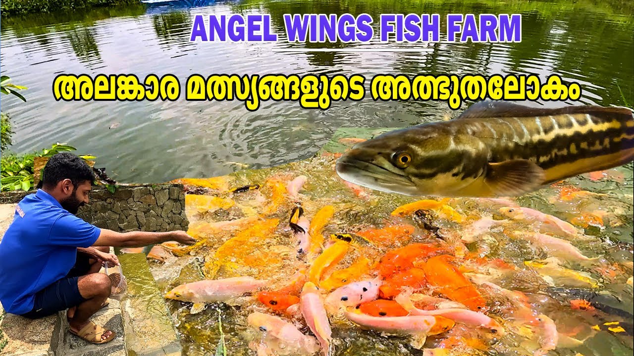 Beautiful Ornamental Fish Farm in Kerala | Angel Wings Fish Farm | Koi, Guppy, Platy, Molly, Angel