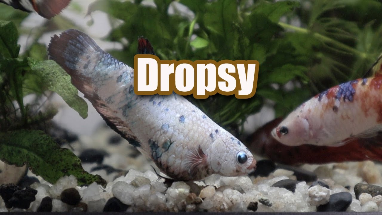 My fish has DROPSY and this is How I deal with it