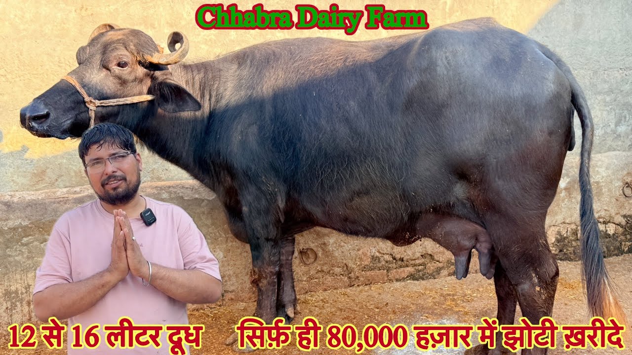 सिर्फ़ ही 80,000 हज़ार में झोटी ✅ 12 से 16 लीटर दूध की 🏆20 Buffalo For Sale 😱Chhabra Dairy Farm 👈🏻