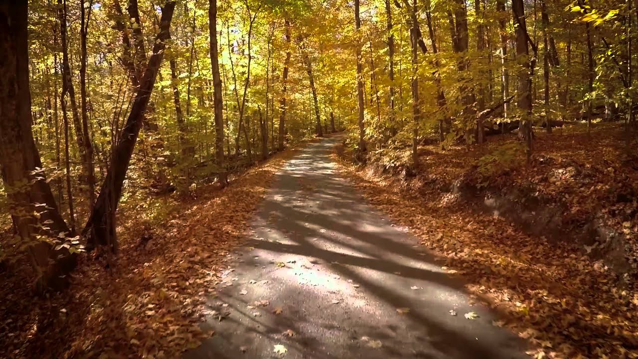 Golden Fall - Pure Muskoka