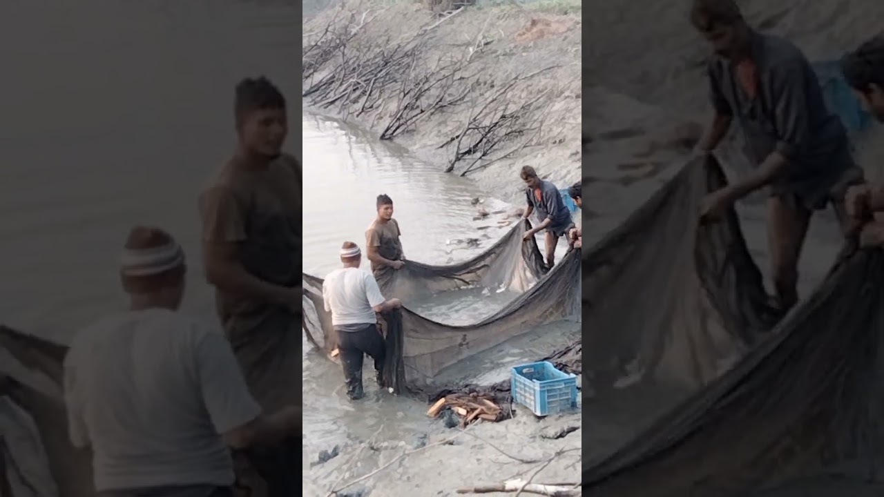 চকের মাঝে পুকুরে মাছ 🐟 ধরার দৃশ্য ছোট বড় অনেক সুন্দর মাছ 🐟😍🌅