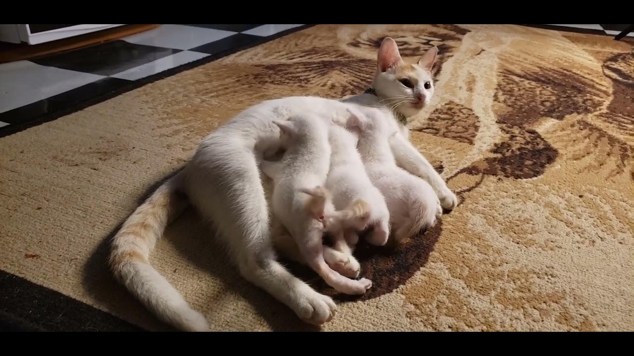Unconditional love: Mama cat breastfeeding her babies