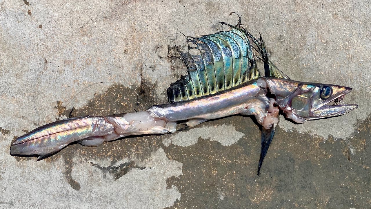 RARE *LANCETFISH* Chopped up by a Swordfish in 1500' of water!
