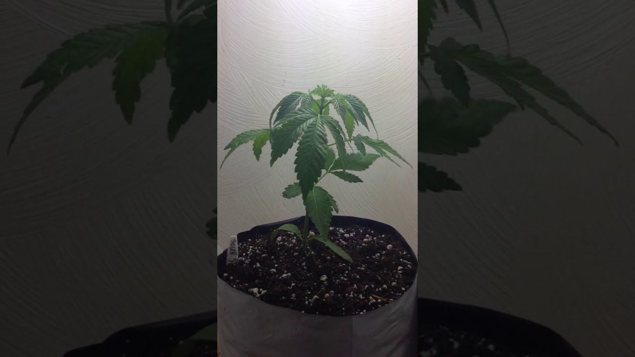 Strawberry kush