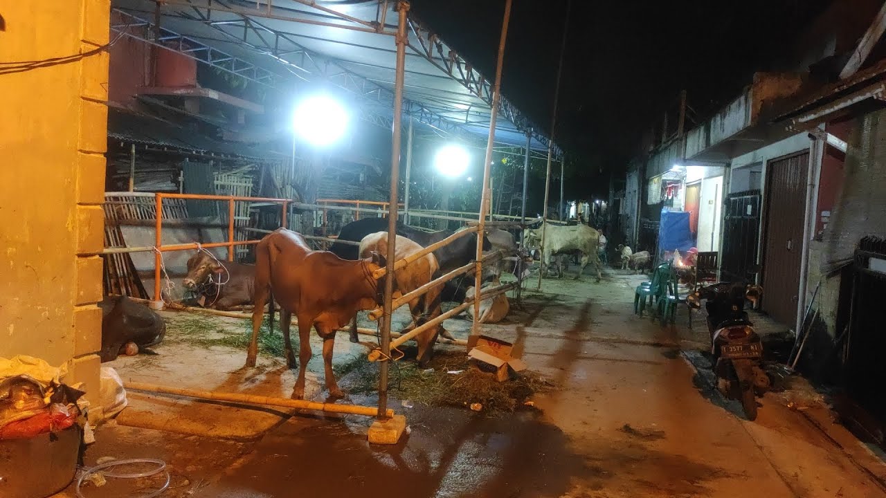 Malam || Takbiran idul adha 2023 samb Menjaga Sapi qurban || masi al ishlah kondang asri