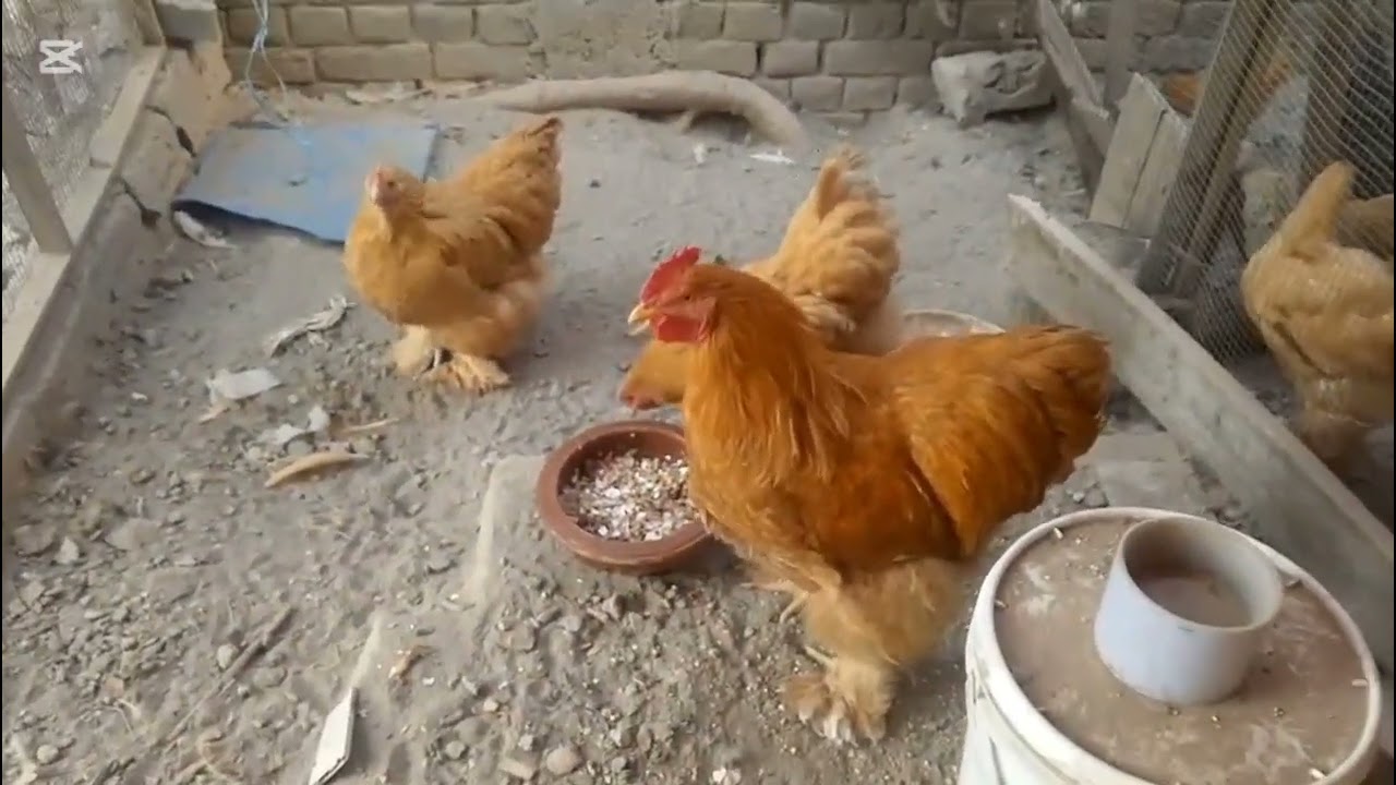 Calcium sy bharpoor diet for my birds