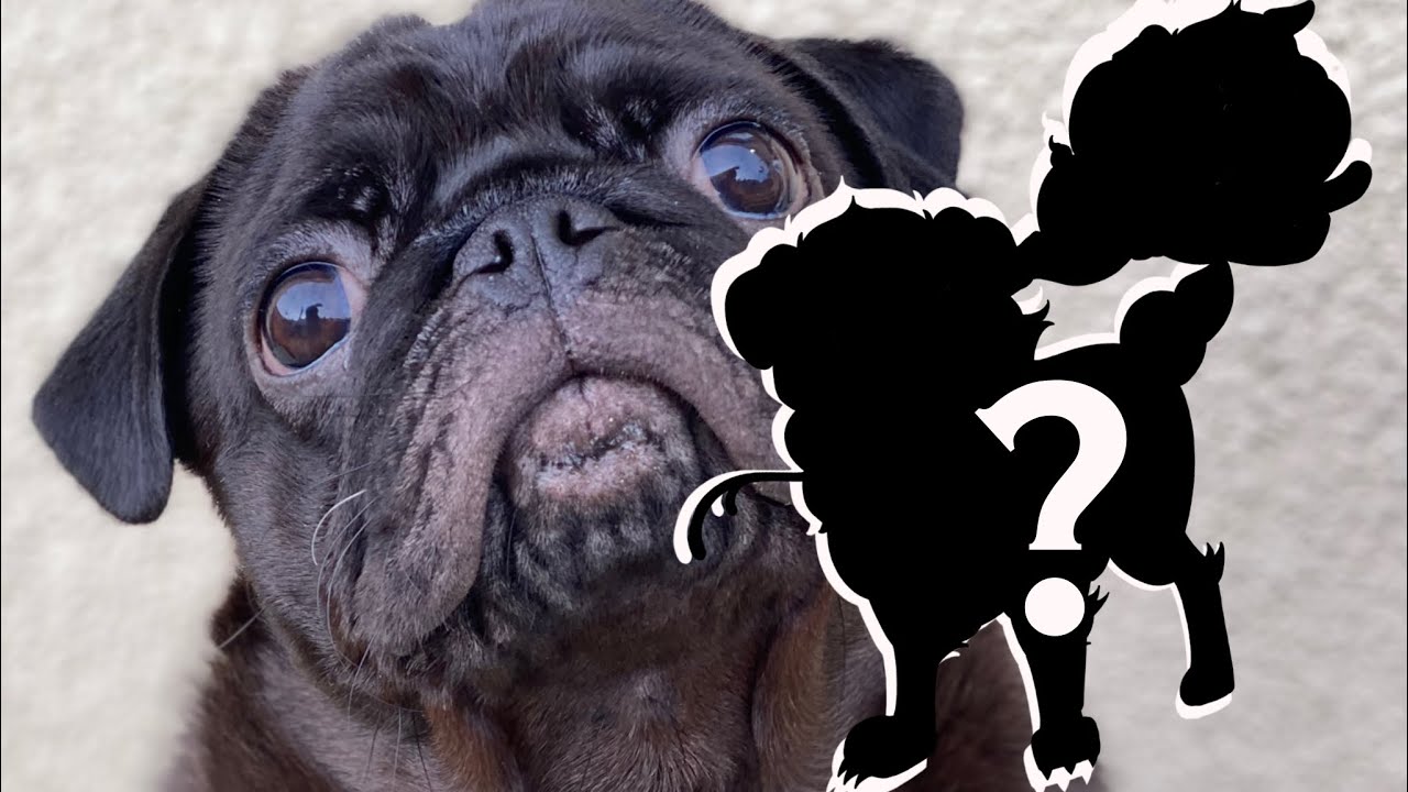 Turning My Pug Into A POKEMON [Speed Drawing]