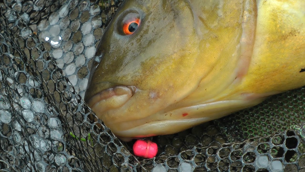 Wiosenne Liny i Leszcze Na Splawik i Grunt . Taktyka Zanenta Przyneta . . Tench Bream Spring