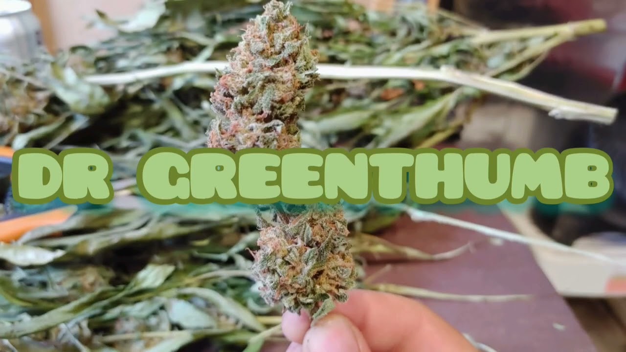 Dr Greenthumb -  Grape Gorilla Autoflower - week 10&lrm; @drgreenthumb6606