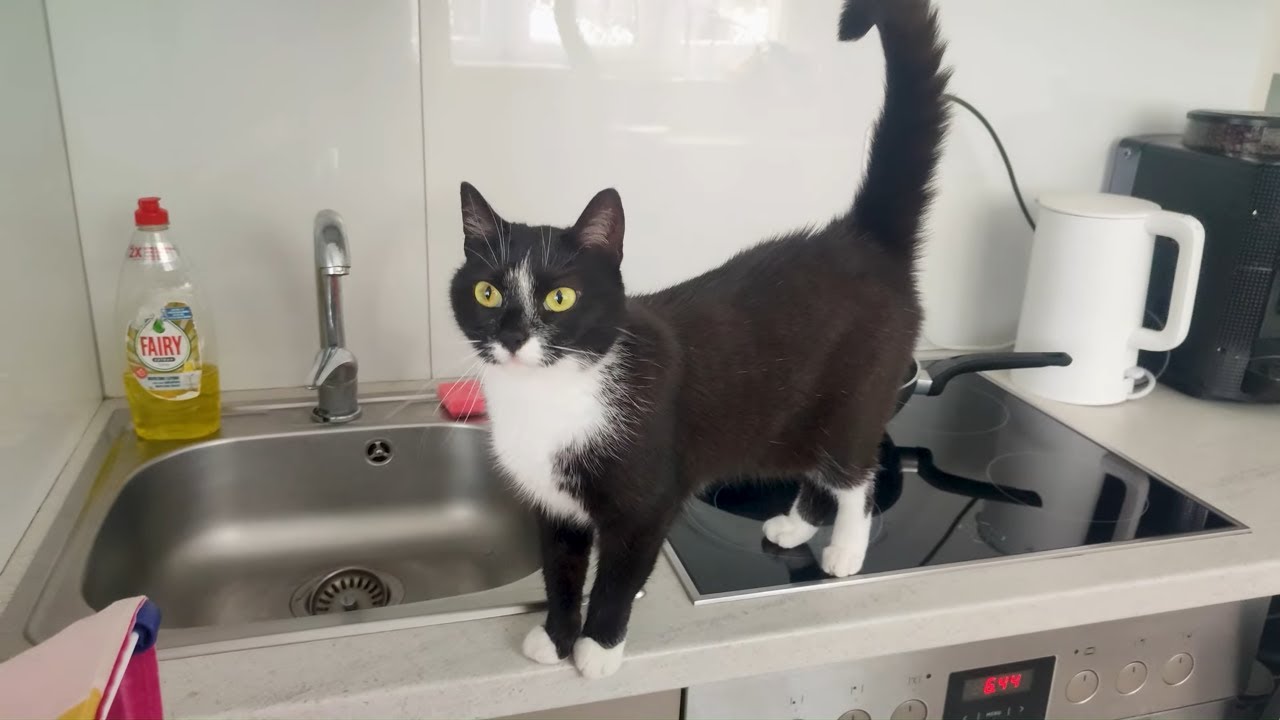A Tuxedo Cat Explores The Kitchen Counter